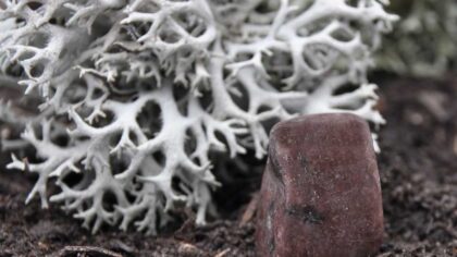 Brown Enstatite Meanings, Properties, Facts, And More